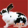 供应獭兔养殖分析优质獭兔