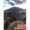 自贡平顶松图片 泰山景松出售 造型松价格