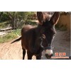 内蒙古托克托县哪里有卖肉驴的，小驴驹多少钱一头