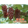美国红提新品种果树苗木出售果树苗木葡萄新品种美国红提