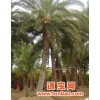 中东海枣棕榈苗木