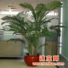 办公室广州佛山番禺散尾葵于室内餐厅办公室布置家居植物