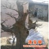 榆树直径40cm130x120cm