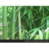 经销供应 早园竹 厂家低价直销 价格实惠 西北地区