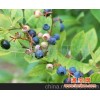 蓝莓盆栽(图)