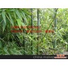 竹类植物