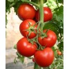 供应山东口碑好的西红柿种苗：西红柿种苗格