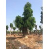 品种好的大型皂角树推荐，大型皂角树批发