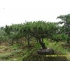 品种好的造型油松推荐滨州造型油松