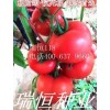 越冬优秀西红柿品种、耐寒西红柿品种推荐
