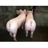 市场上优质的大白母猪在哪里可以找到，专业母猪