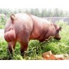 杜洛克种猪供应，信誉好的杜洛克种猪供应商就在潍坊