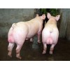 长白种猪行情——要买实惠的长白种猪，清海种猪场是不二选择
