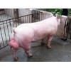 优质大白种猪|潍坊优质的大白种猪供应