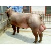 出售杜洛克种猪——哪里有提供热卖杜洛克种猪