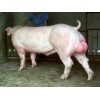 高品质长白公猪供应尽在清海种猪场|的长白母猪