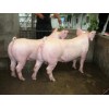 潍坊具有口碑的长大二元母猪供应，出售长大二元母猪
