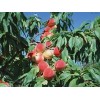个大丰产的映霜红桃，什么地方有供应比高的映霜红桃