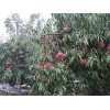 潍坊专业的映霜红桃苗提供商_映霜红桃树苗