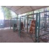 重庆宠物笼子——山东专业的藏獒笼供应