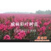 安徽红叶紫薇价格