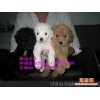 广州贵宾犬销售 泰迪熊玩具狗 广州宠物狗 广州贵宾犬价格