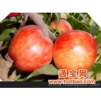 大量批售油桃，产自中国较大的油桃示范基地，品种多