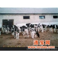 红太阳奶牛养殖总场(图)