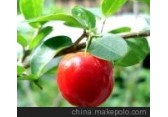 Acerola Cherry Extract 针叶樱桃提取物