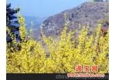 青州连翘花旅游景观,青州旅游林业