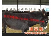 优质改良肉牛 西门塔尔牛 肉驴 养殖肉牛市场