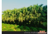 四川泸州基地直销 点景 片植 行道树 杆高  3—6  米 蒲  葵