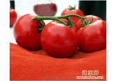 新疆番茄粉