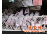 苏太仔猪，云南省红河州地区