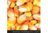 玉米黄豆(图)