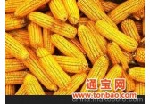 长年供应优质东北虎林玉米 大颗粒黄玉米 寻求长年合作伙伴