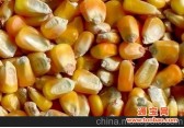 供应黑龙江省优质玉米