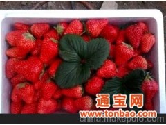 新鲜有机草莓5 沈阳地区 丹东草莓图1