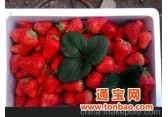 新鲜有机草莓5 沈阳地区 丹东草莓