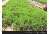 章古台 樟子松绿化树苗