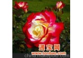 玫瑰花红双喜经典品种基地大花香水月季花批发厂家小博士丰花月季
