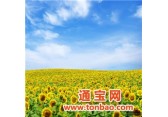 上海进口葵花籽油清关商检所需资料