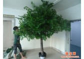北京仿真榕树定做１３４２６４２０８９９