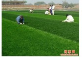 供应北京幼儿园专用草坪批发13521560791假草坪厂家