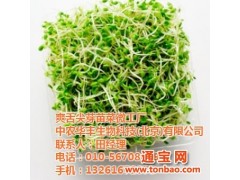 爽舌尖芽苗菜,爽舌尖芽苗菜,爽舌尖芽苗菜特卖图1