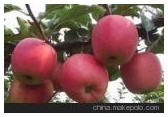 山东省临沂市金桥苗木种植专业合作社：供应苹果苗、矮化苹果苗