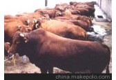 顺龙牧业夏洛莱牛肉牛犊西门塔尔牛