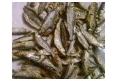 常年供应大枣粉，国产纯鱼、鱼粉，鱼排粉系列