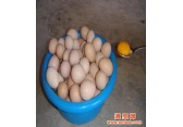 供应南票芦花鸡蛋|葫芦岛芦花鸡蛋|锦州芦花鸡蛋