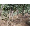 处理优质流苏苗木，高2.2米以上直径1公分到5公分流苏苗木处理，造型流苏苗木处理